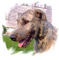 Irish-Wolfhound-Rüde: MERLIN
