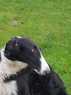 Barsoi-Hündin: MILANA