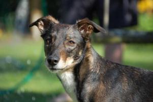 Whippet-Mix-Hündin: SUINA