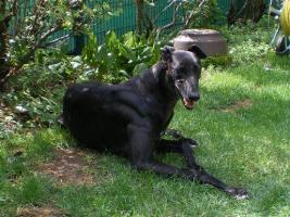 Greyhound-Hündin: MARY-JANE