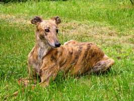 Greyhound-Hündin: MOENJA