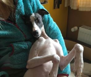 Whippet-Rüde: MOMO