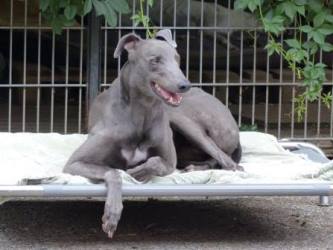 Greyhound-Rüde: NAVAS