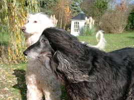 Afghanen-Rüden: ARIF & RASUL