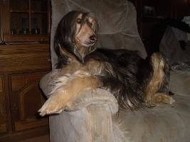 Afghanen-Hündin: NELE