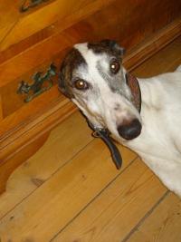 Greyhoundrüde: NEMO