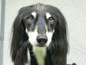 Saluki-Rüde: NIKO