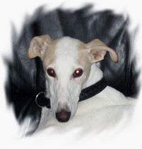 Galgo-Espanol-Rüde: NINO