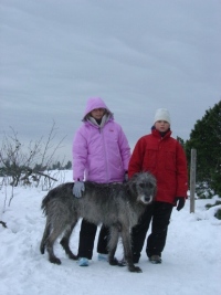 Irish-Wolfhound-Rüde: NOLAN