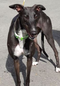 Greyhound-Hündin: NOTBURGA