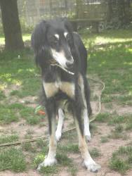 Saluki-Rüde: NURIH