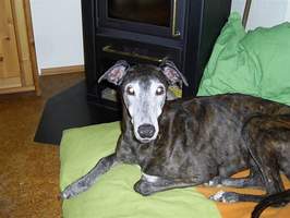 Greyhound-Rüde: OBBY-ONE