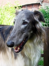 Barsoi-Rüde: OBLONG