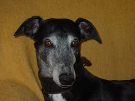 Greyhound-Hündin: OBONY