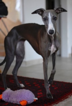 Whippet-Hündin: ONDINE