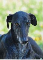 Sloughi-Mix-Rüde: OTIS