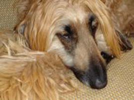 Afghanen-Hündin: PAOLA