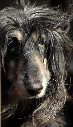 Afghanen-Hündin: PATAPOUFFE