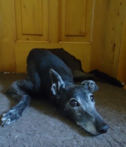 Greyhound-Hündin: PATSCHI