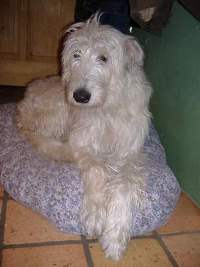 Irish-Wolfhound-Hündin: PENELOPE