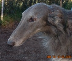 Barsoi-Rüde: Borodin