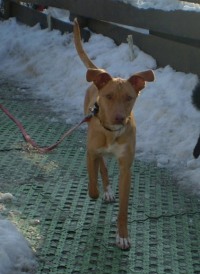 Podenco-Mix-Rüde: FINO