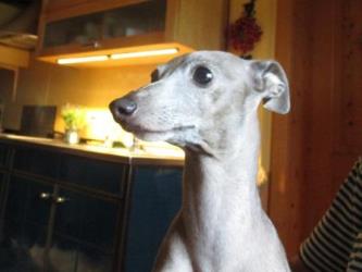 Windspiel-Hündin: PIPPA 