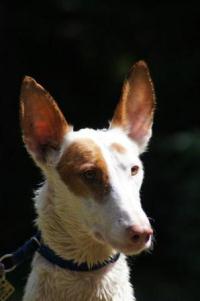 Podenco-Ibicenco-Hündin: AMI