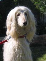 Afghanen-Hündin: Polly