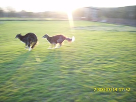 Barsoi-Rüde: Poppov