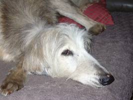 Afghanen-Hündin: PIOU PIOU