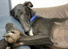 Galgo-Espanol-Hündin: PRINCESSA
