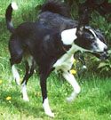 Whippet-Mix-Hündin: PÜNKTCHEN