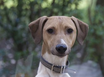 Azawakh-Rüde: QUADIR