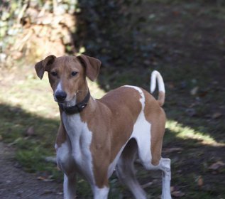 Azawakh-Hündin: QUINTINA