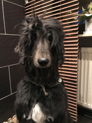 Afghanen-Rüde: Ramanih