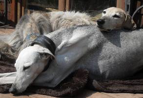 Azawakh-Rüde: T'Ramses