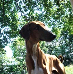 Azawakh-Rüde: RED TIGER (COUGAR)