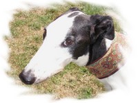 Greyhound-Hündin: RIZADA