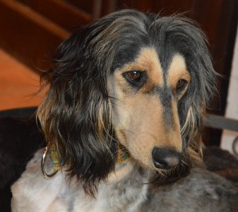 Afghanen-Rüde: ROCKY