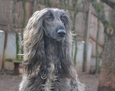 Afghanen-Hündin: Rosa