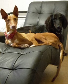 Podenco-Rüde: RUDI
