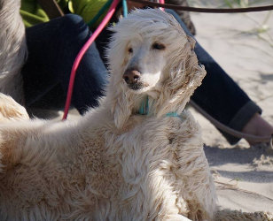 Afghanen-Rüde: GOTTFRIED