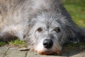 Irish-Wolfhound-Rüde: RUFUS