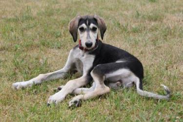 Saluki-Hündin: SAFIRA