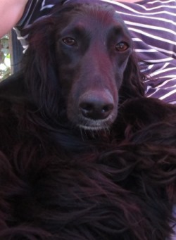 Afghanen-Collie-Hündin: SALLY