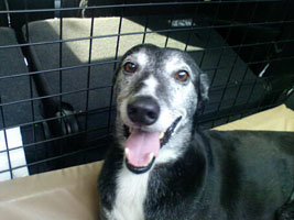 Whippet-Rüde: SCOOBY 