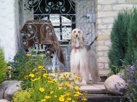 Afghanen-Hündin: BIBI