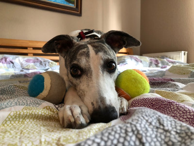 Whippet-Hündin: Shaggy