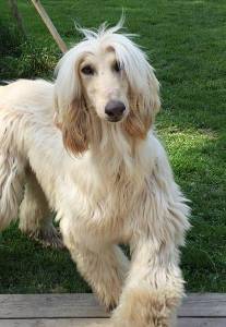 Afghanen-Rüde: SHAHZAD